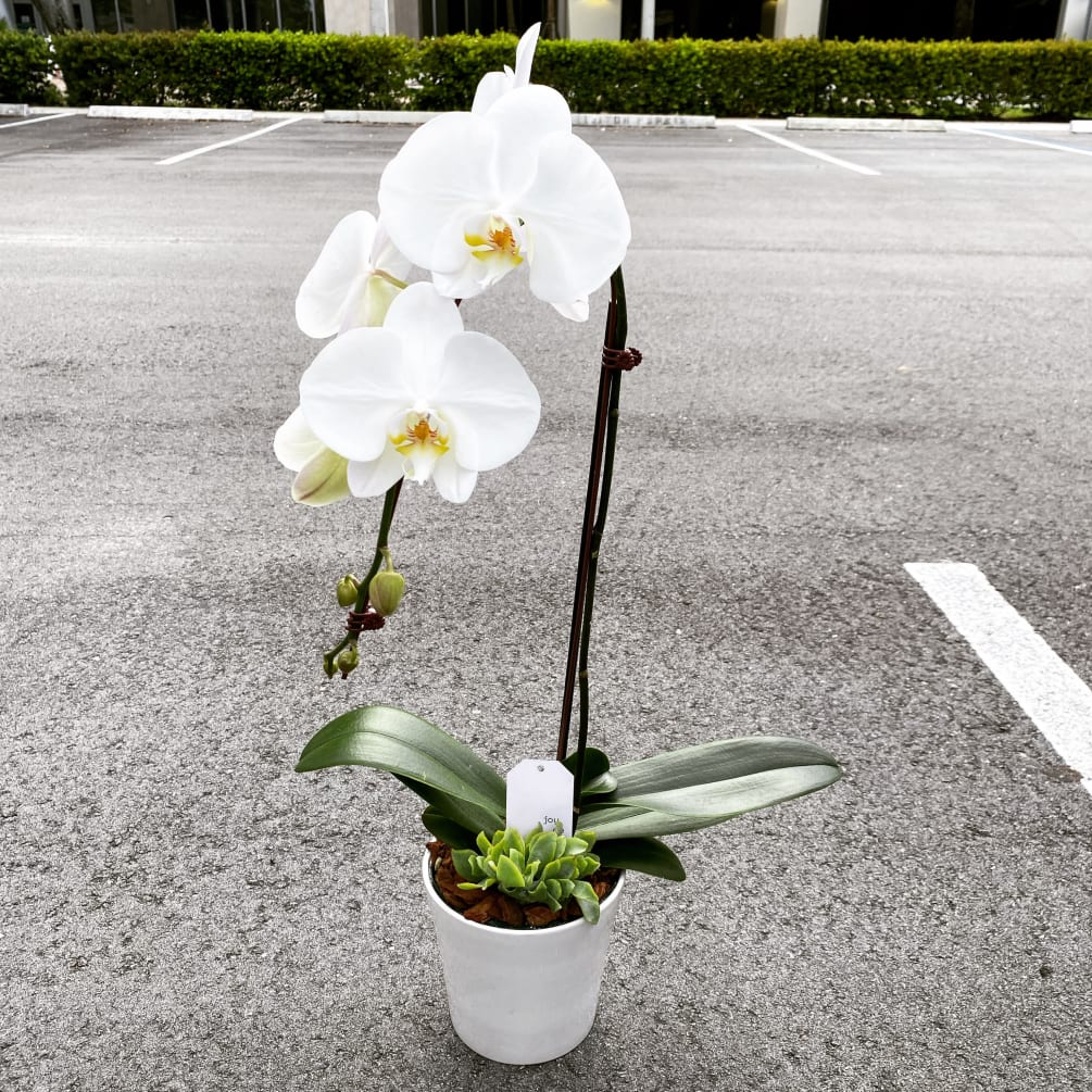 Palm Beach orchid lovers delight. One double phaeleonopsis orchid elegantly displayed in