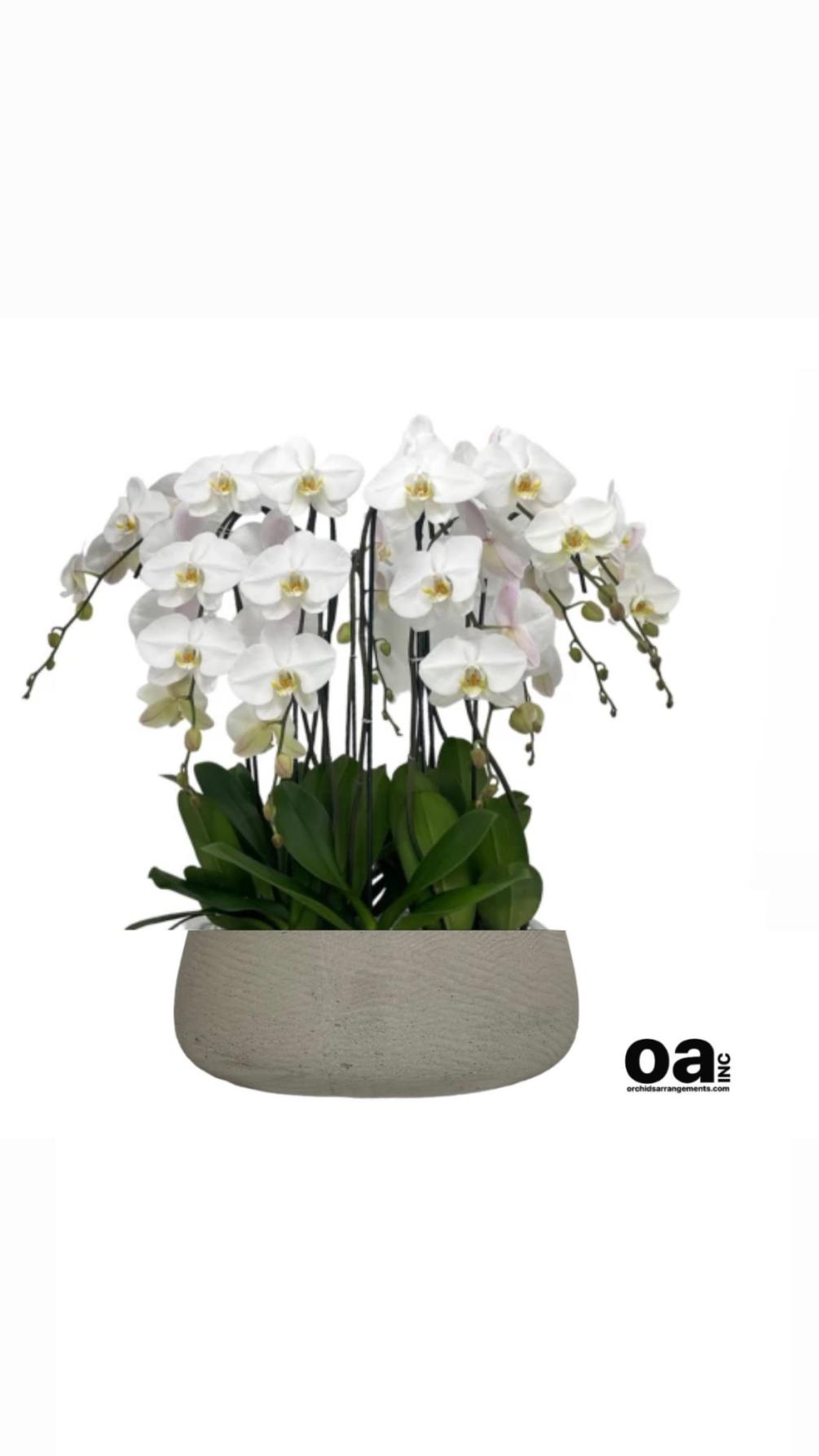 Flowers Arrangements Coconut Grove 
10 White Orchids Flowers 
20&quot; D x 6&quot;