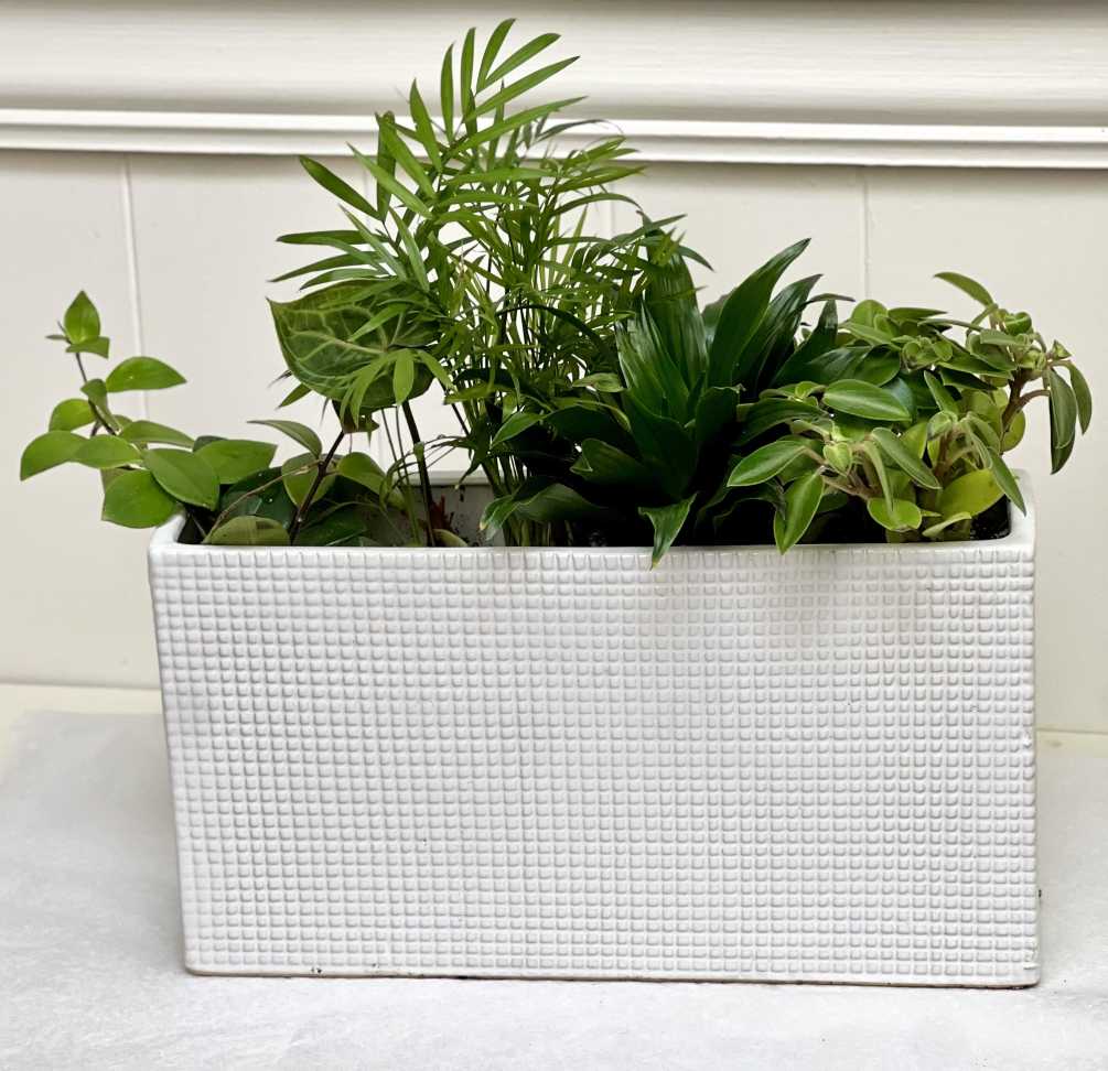 Longbox with simple plants