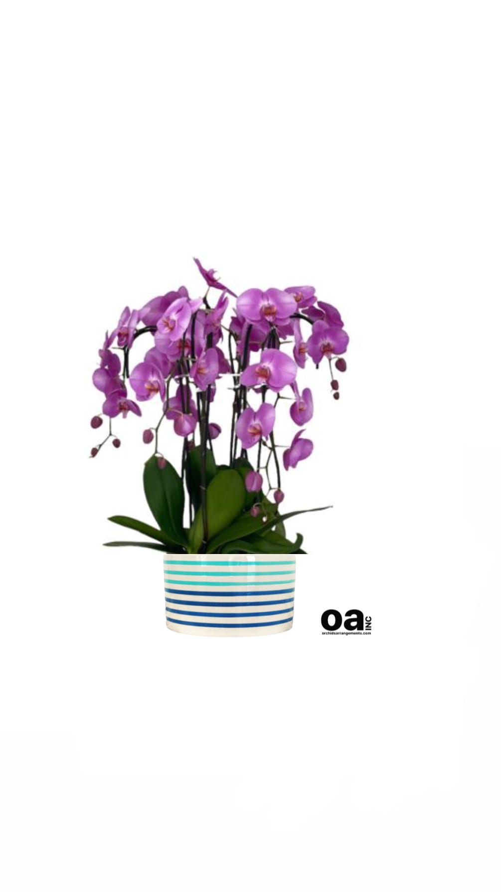 Brickell Flowers Arrangements 
7 Pink Orchids Flowers 
11&quot; D x 7&quot; T