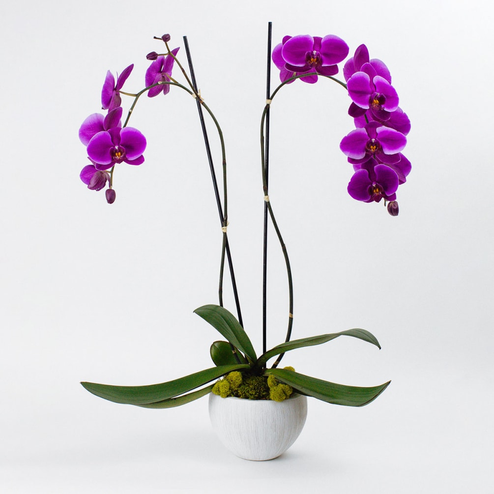 FRESH PURPLE ORCHID PLANT
Lush and exotic. This divine Phalaenopsis orchid plant boasting