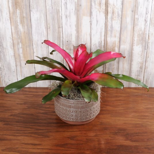 Beautiful tropical houseplant with a pop of color. Comes in a keepsake