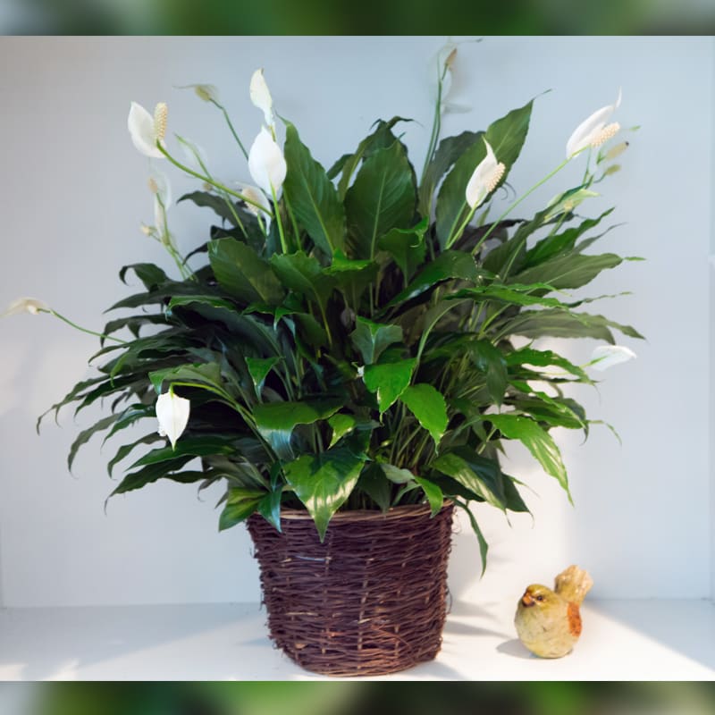 Beautiful, easy to care for peace lily.  Makes a  great