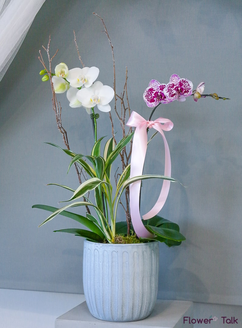 Two orchid stems with additional green plant in a pot. 

Please note