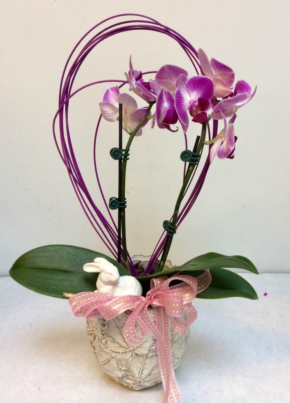 Petite orchid plant filled with blooms