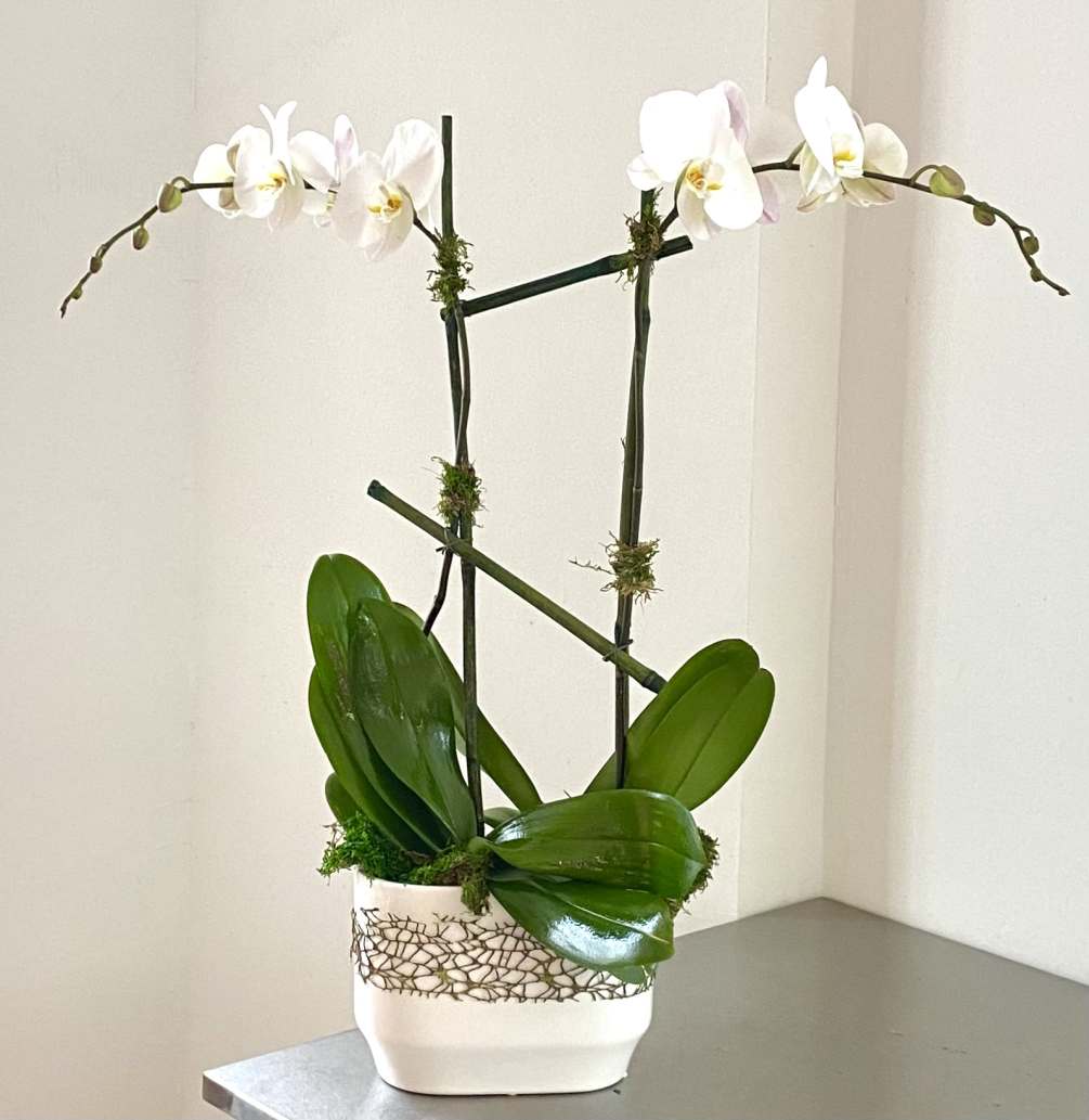 Two large Phalaenopsis orchids 
In white ceramic pot. 