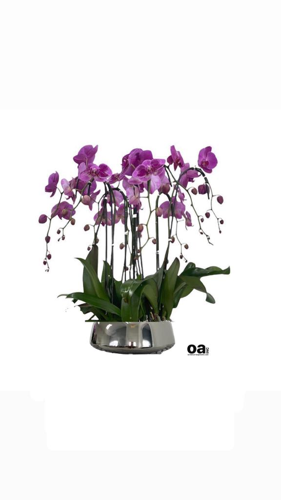 Orchids Arrangements Pinecrest 
7 Purple Orchids Flowers 
10&quot; D x 6&quot; T