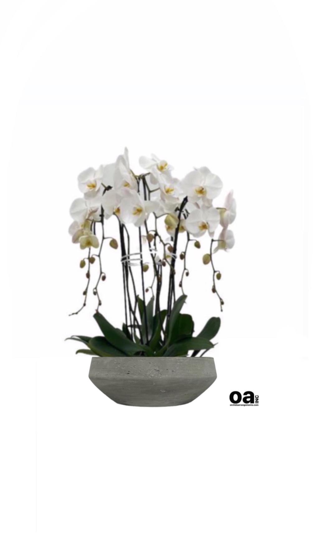Flowers Arrangements Palmetto Bay 
6 White Orchids Flowers 
10&quot; D x 5&quot;