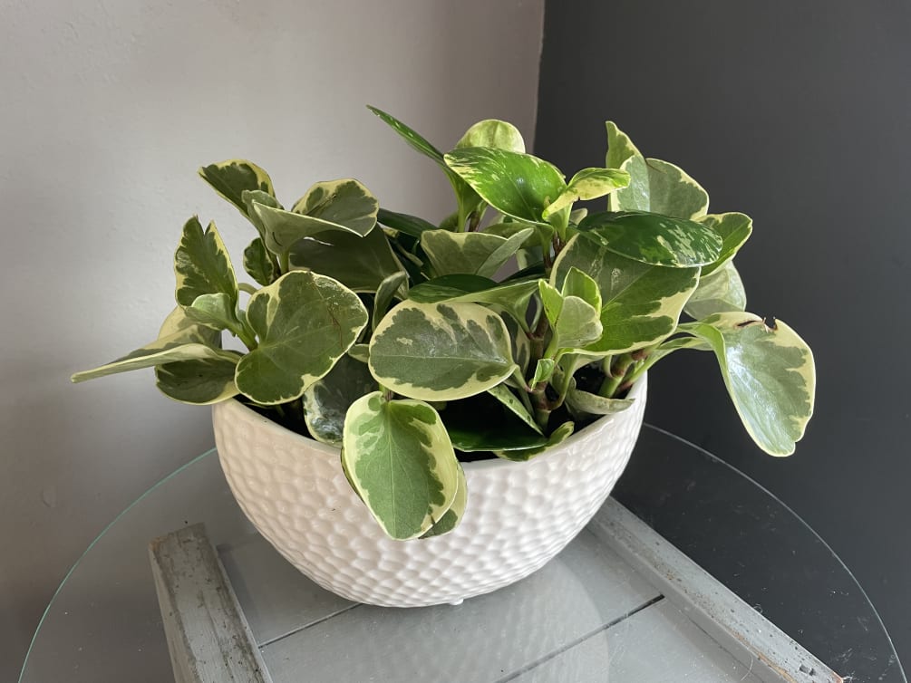 A white ceramic bowl filled with beautiful variegated peperomia House plants. 