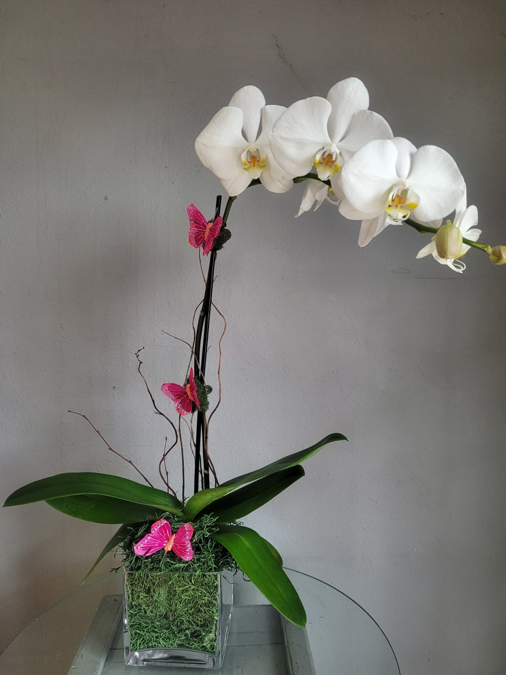 A beautiful Phalaenopsis Orchid surrounded by faux accents in glass square container.