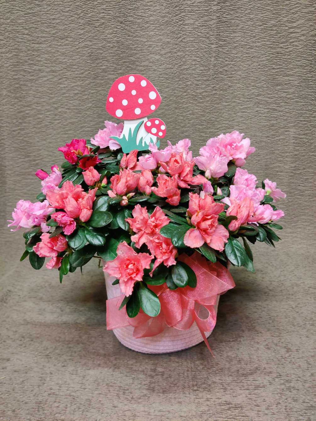 Perennial plant for the garden. Dressed in a cute pink cloth basket