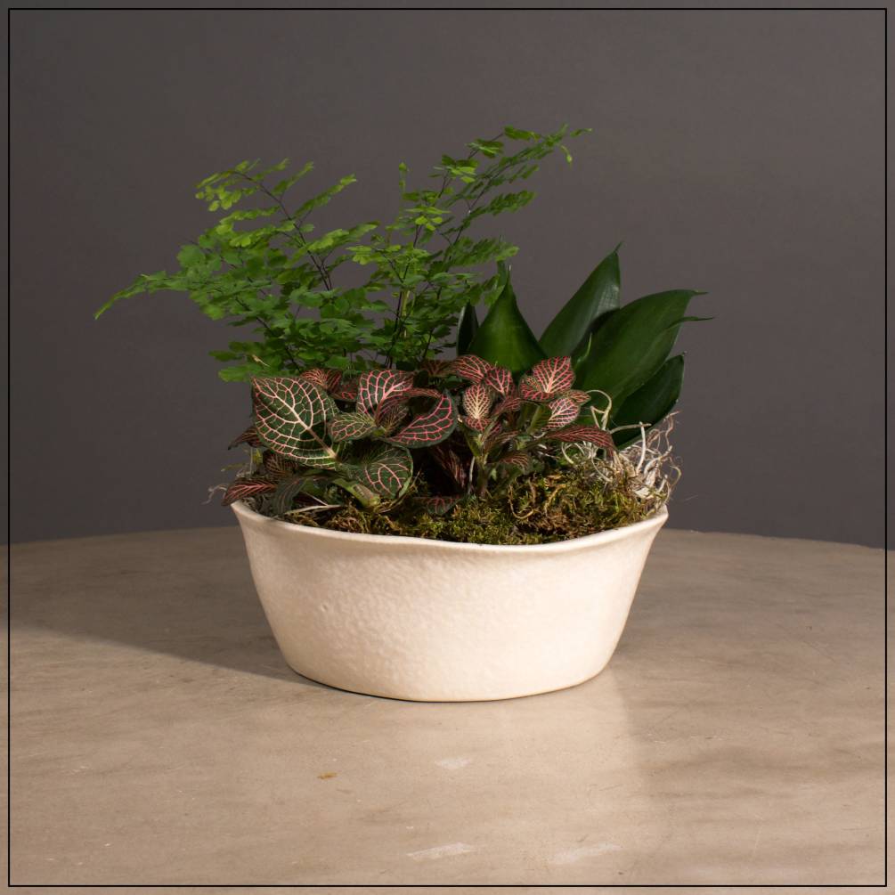 Multiple Green Plants in a Unique Ceramic Planter. Great for desktops With