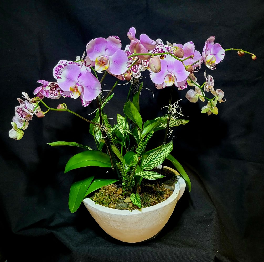 Beautiful cascades of Phalaenopsis Orchid (4 spikes) in a decorative planter. 