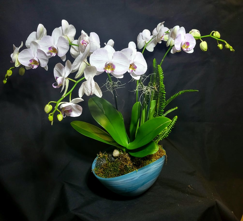 Beautiful cascades of Phalaenopsis Orchids (4 spikes)  colors are limited to