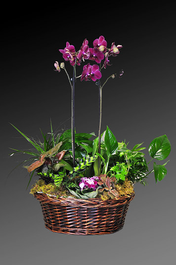 Bring a basket of elegance to your friends and family. Looking forward