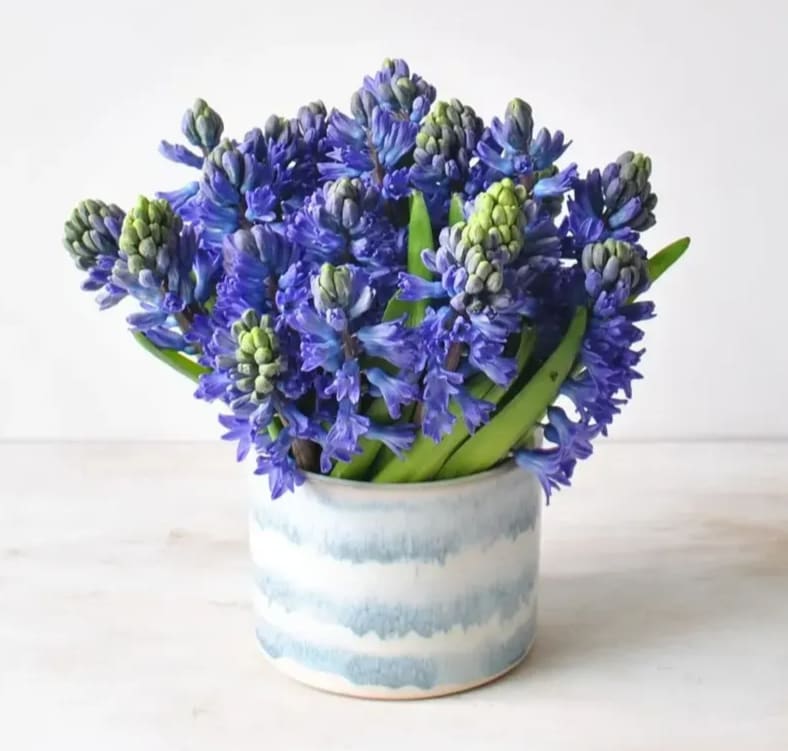 An arrangement of Delft Blue Hyacinth in a ceramic vase.