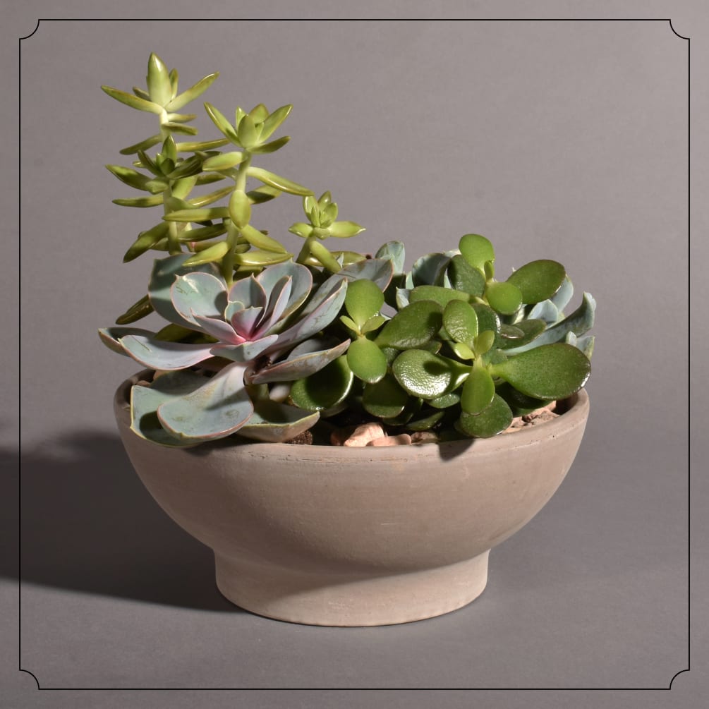Multiple succulents planted in a grey Terra Cotta Bowl.