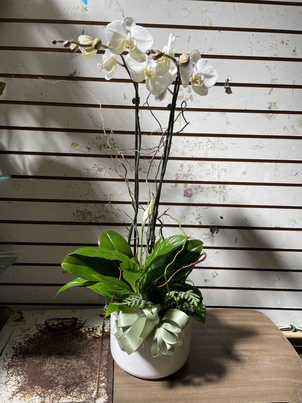 Orchid plant with green plants. 