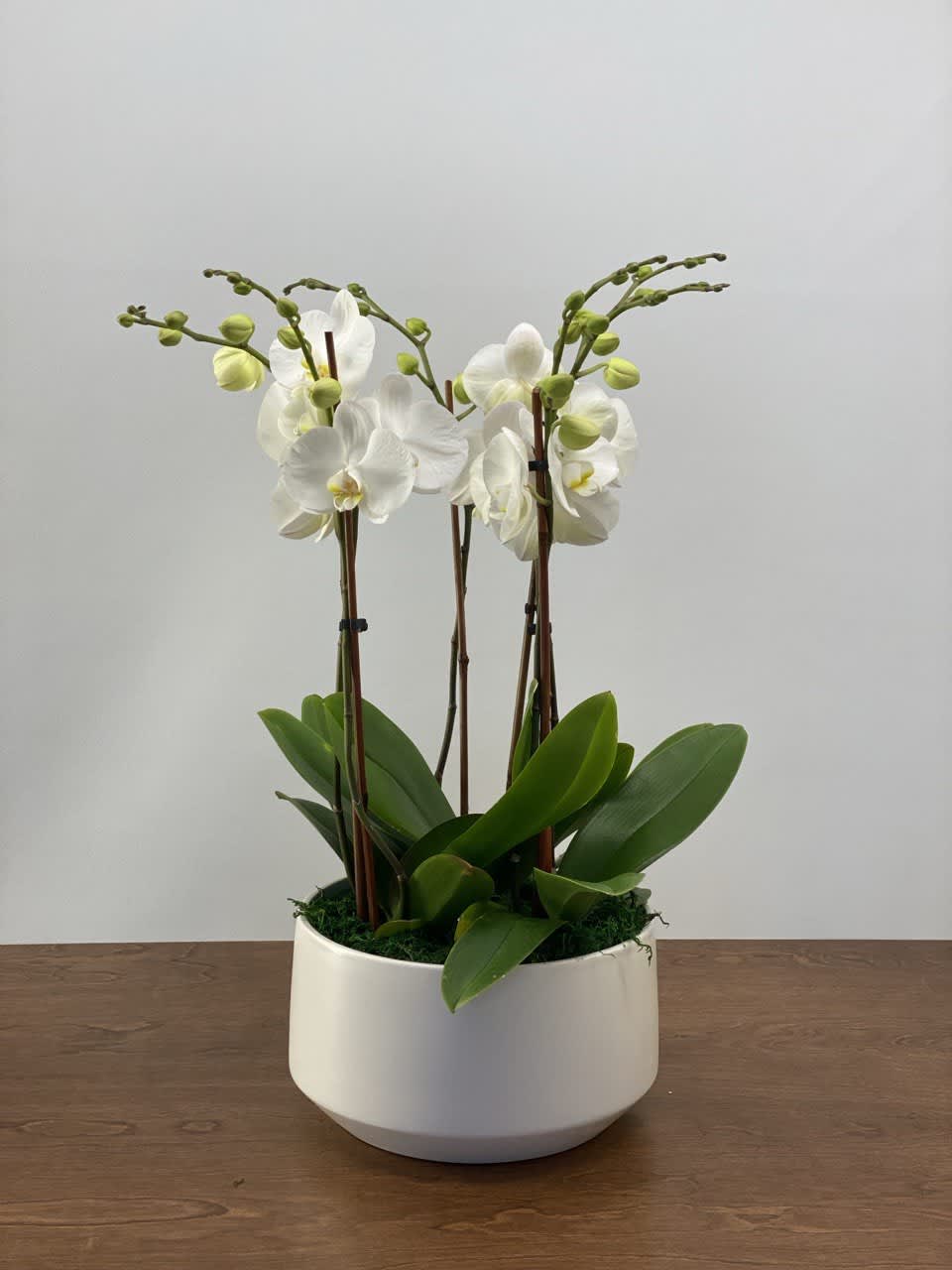 This elegant Orchid arrangement includes three double- stem plants( 6 stems totally)