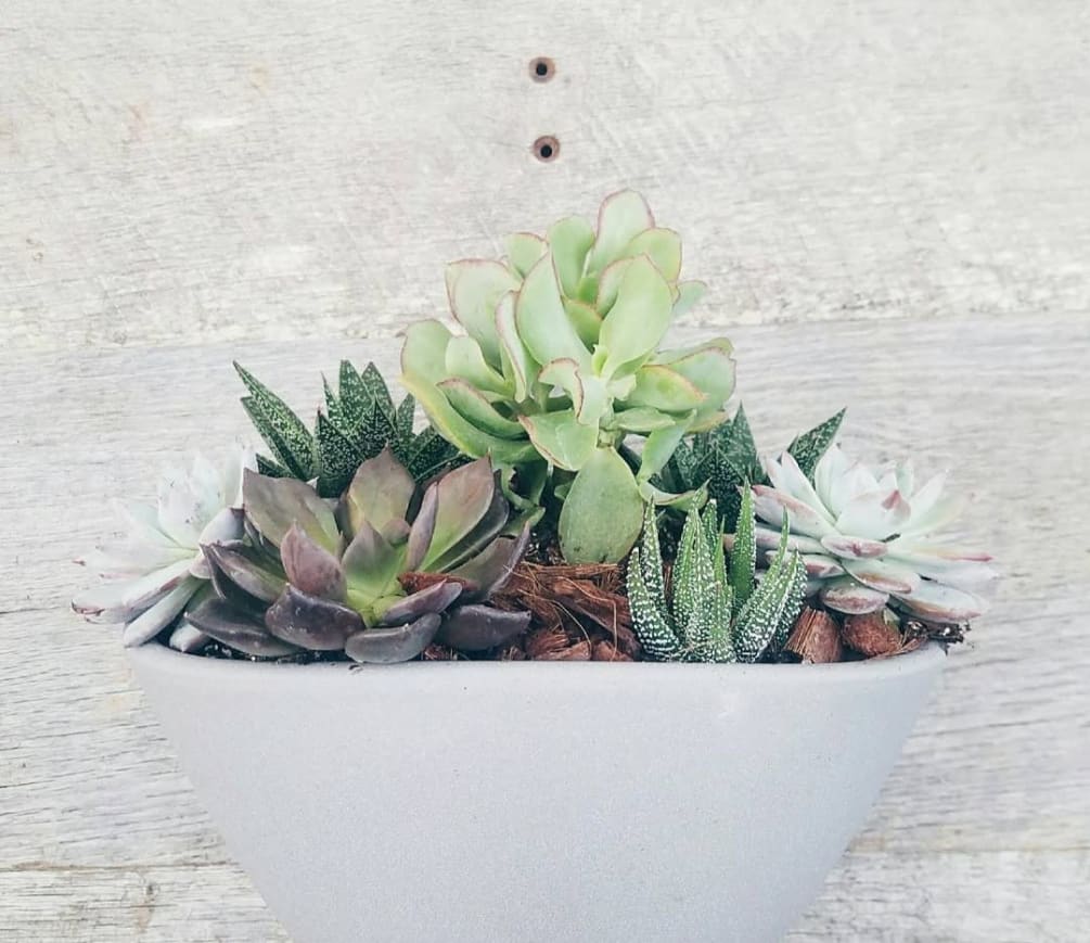 A mix of textural succulents in a ceramic container 