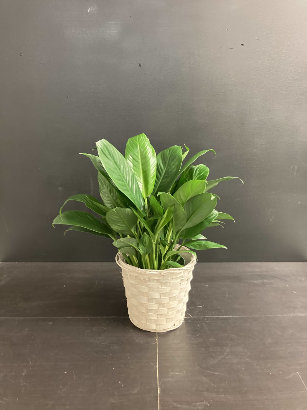 This small peace lily plant is perfect for a small office or