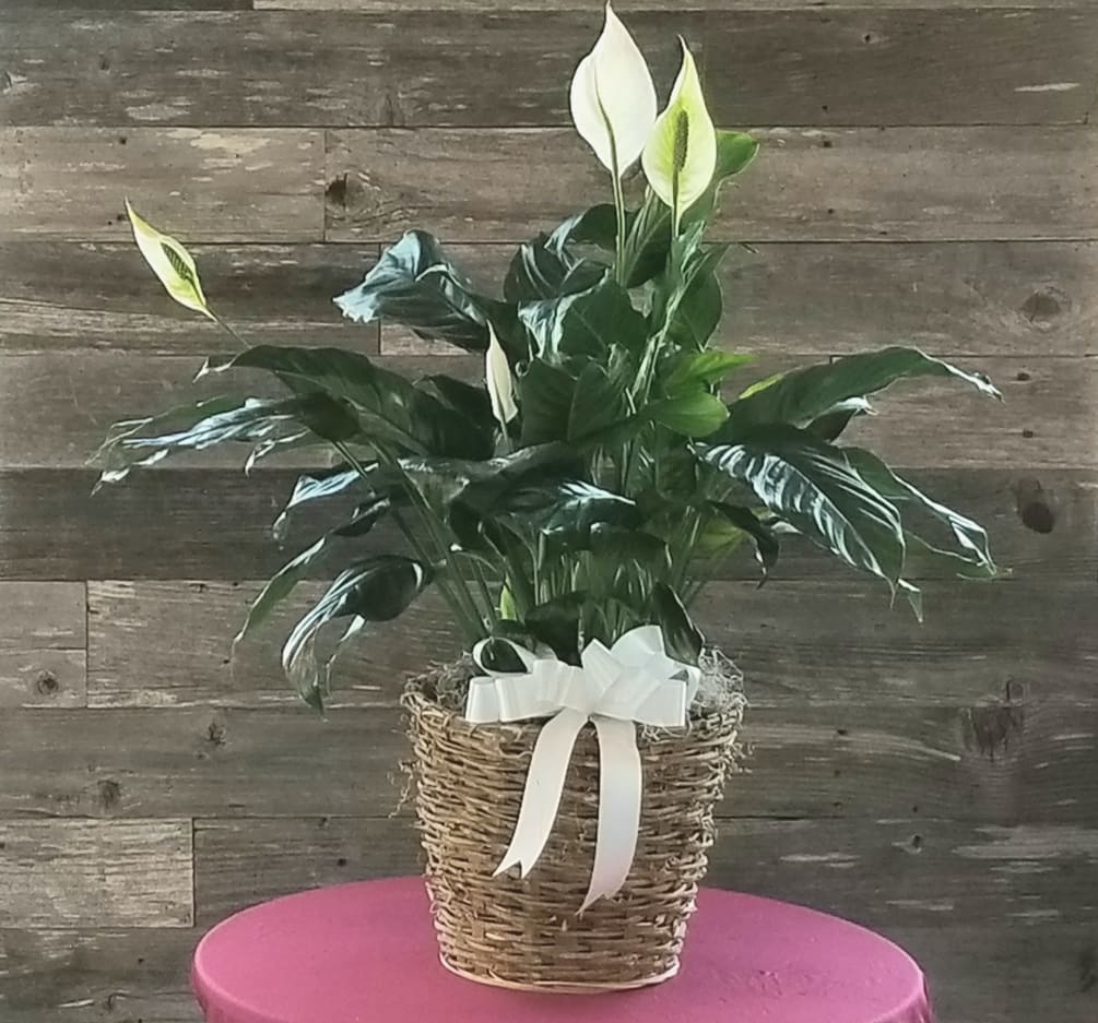 A beautiful easy care green plant that occasionally puts out white blooms.