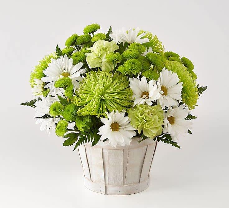 This traditional pom arrangement features joyful green carnations and unique green chrysanthemums