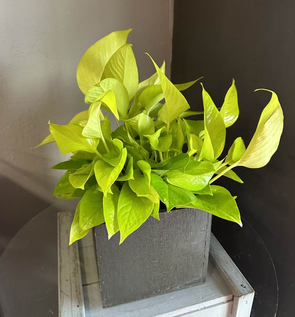 Beautiful potted pothos in a wooden box. Perfect gift for any loved