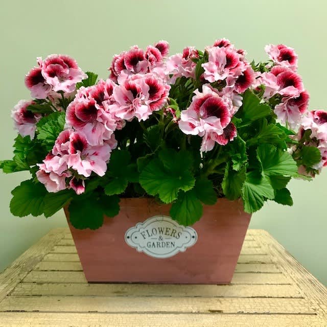 Gift the gift of geraniums!  The full blooms are long&ndash;lasting and