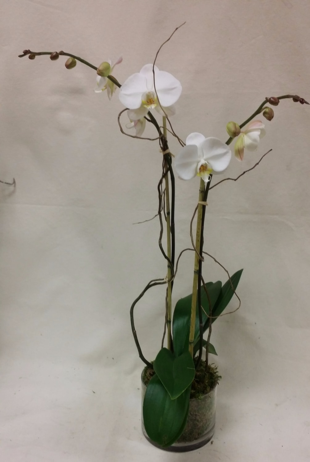 Pure white Phalaenopsis orchids are the perfect gift. Showy and long lasting