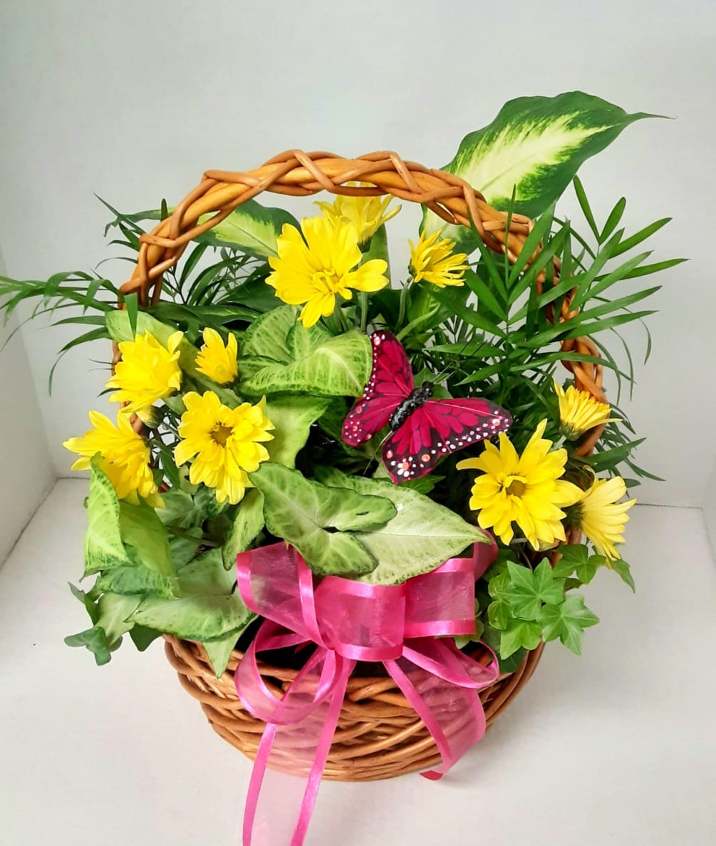 Mixed plants and assorted fresh flowers with a butterfly. Plants and Basket