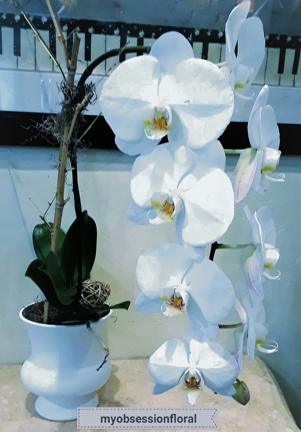 1-stalk phalaenopsis orchid plant.