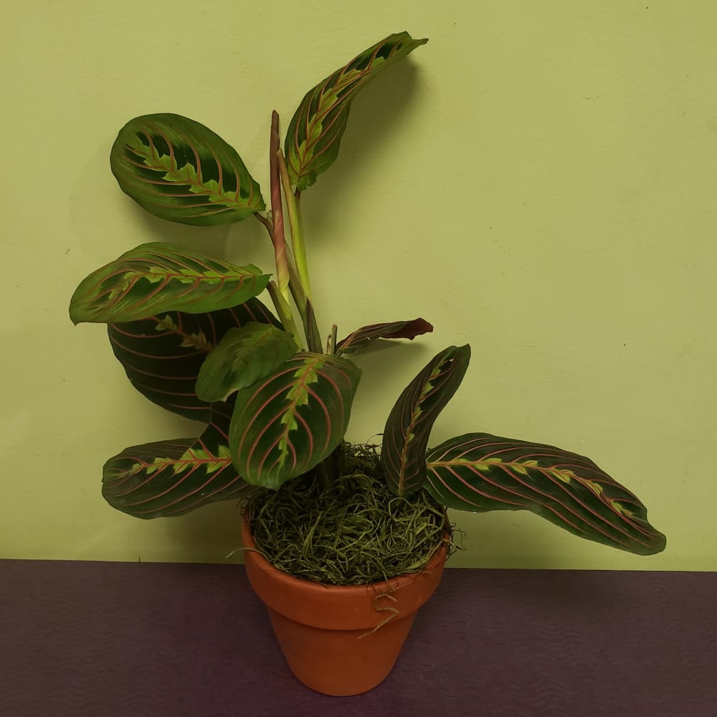 Prayer plants are in the Calathea family. They are extremely interesting plants