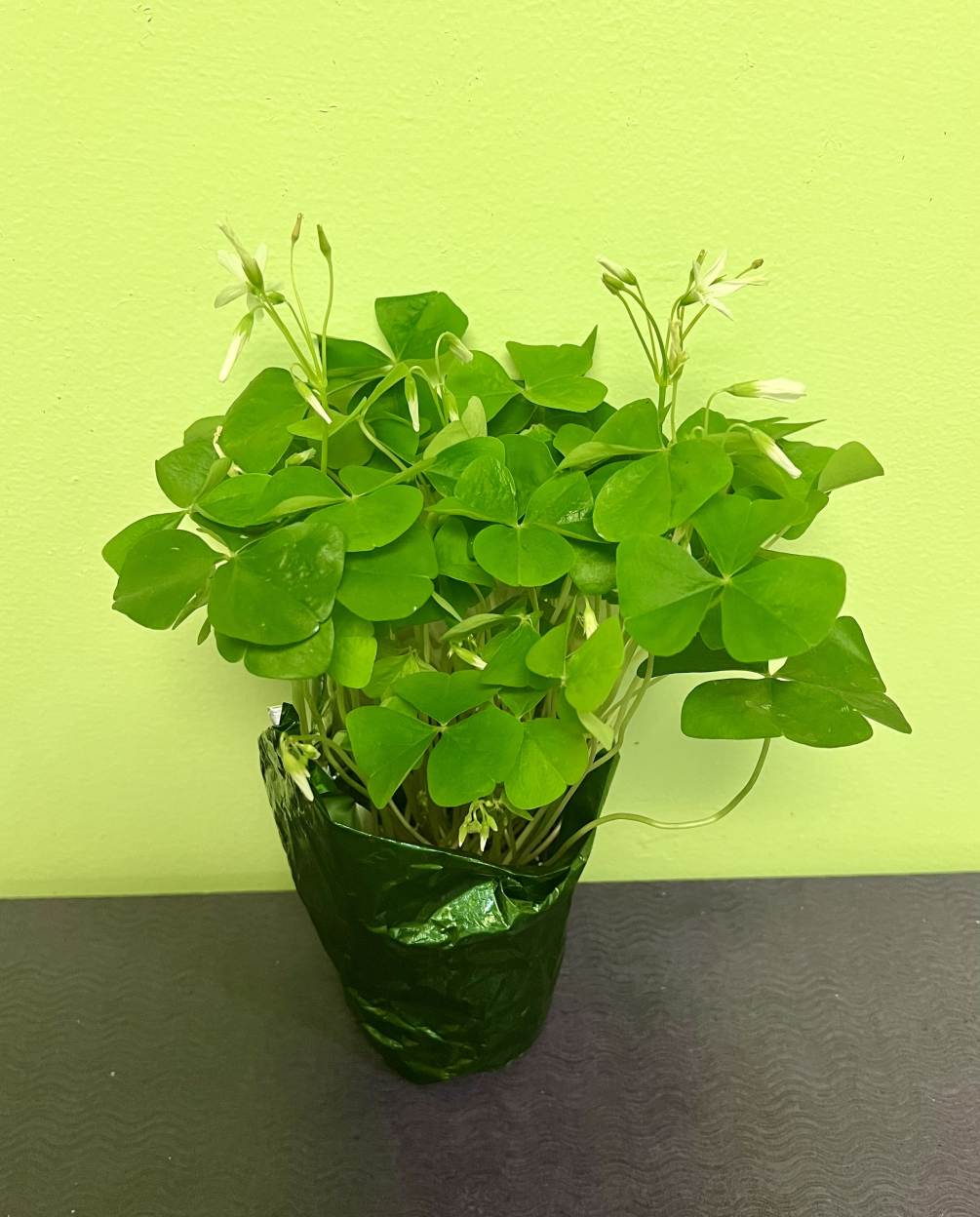 This plant is called an Oxalis. You water them once a week.
