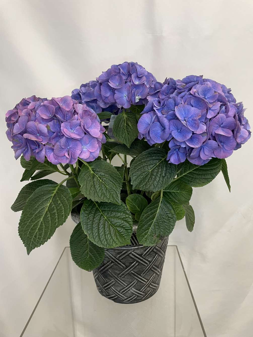 A stunning outdoor Hydrangea plant!! This hydrangea can be enjoyed indoors and