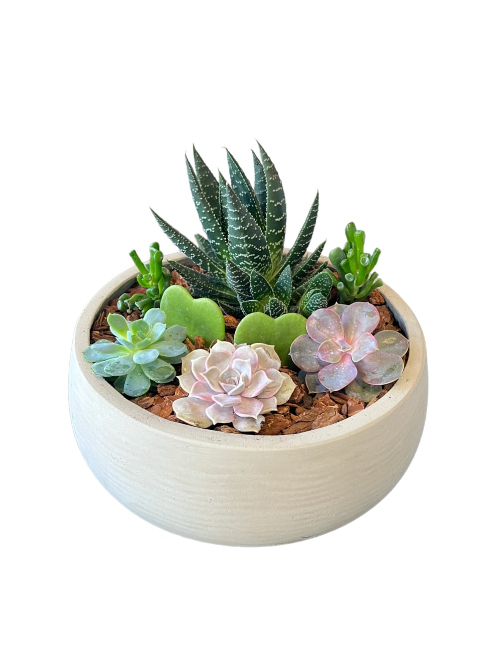 Mixed of succulents designed in a beautiful grey wash ceramic dish as