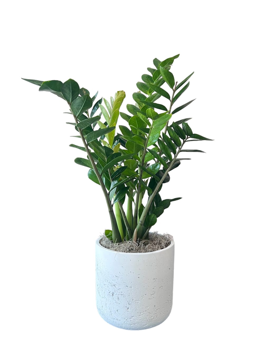 Zamioculcas plant in white/grey pot as shown in photo.
Approximate size:10&quot; by 10&quot;