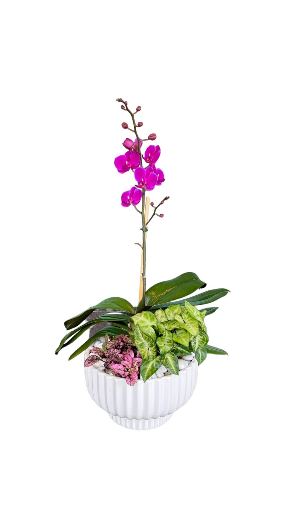 Single orchid with an assortment of plants in a white pot as