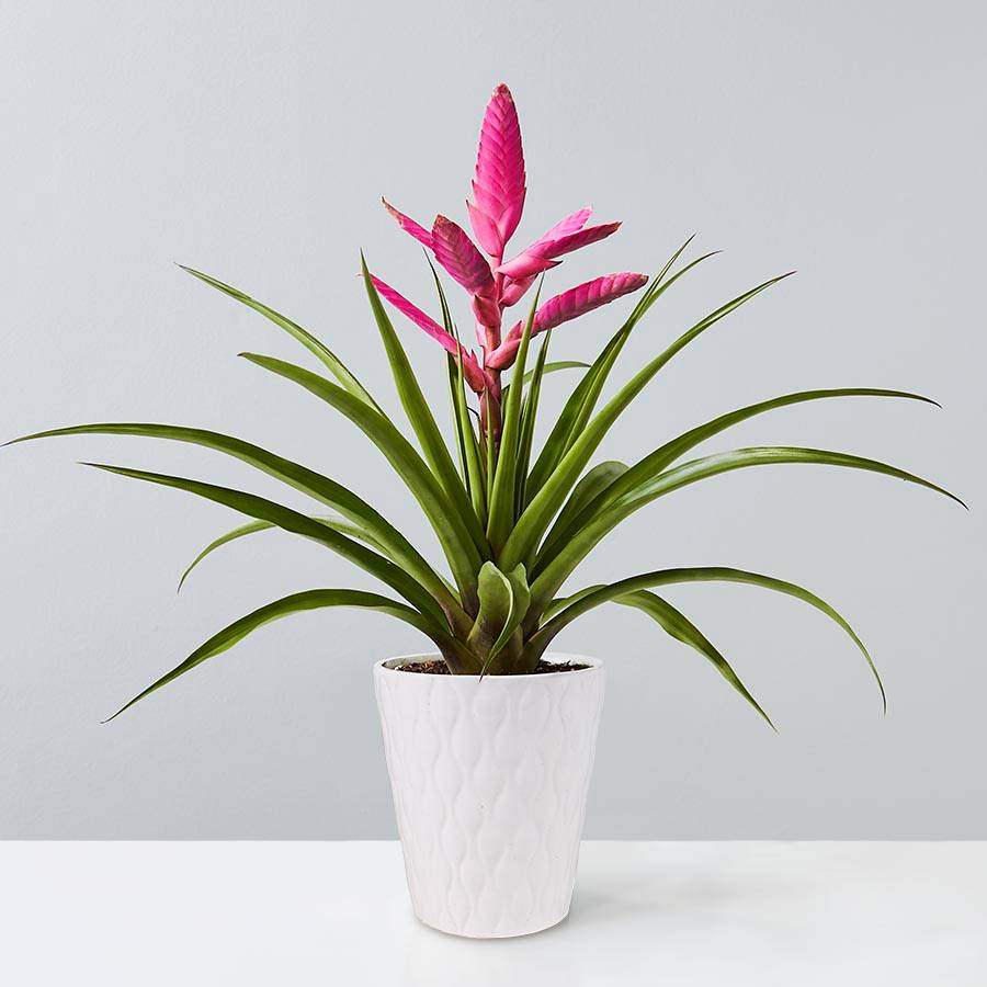 Send a beautiful plant for any occasion. Pot/container may very 