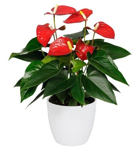 Send a beautiful plant for any occasion. Pot/container may very