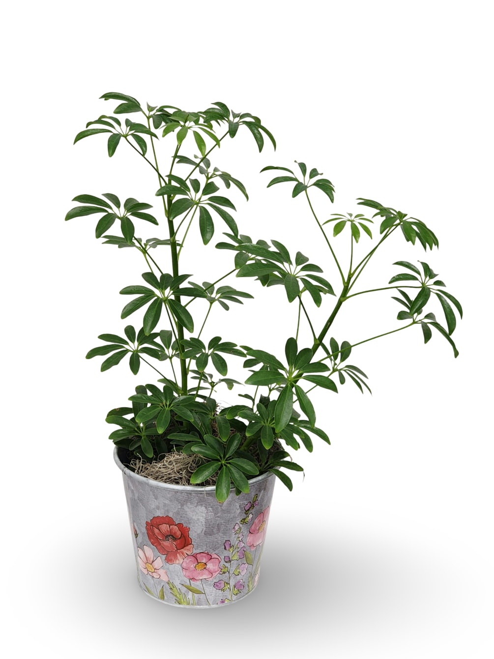 Select this stunning 6&quot; Schefflera to brighten up your home!
Container may vary.