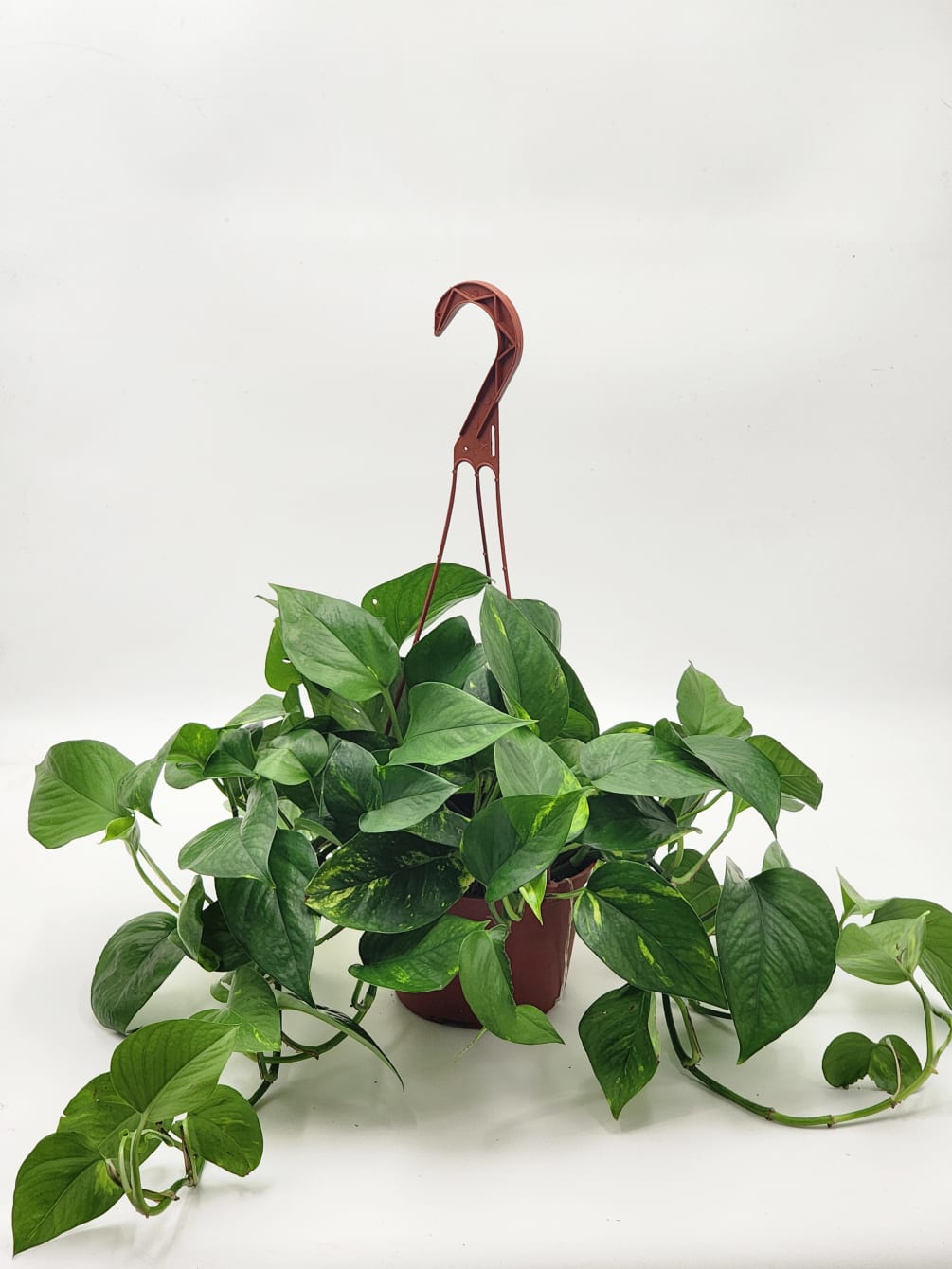 A 6&quot; hanging pothos plant for the plant lover in your life.