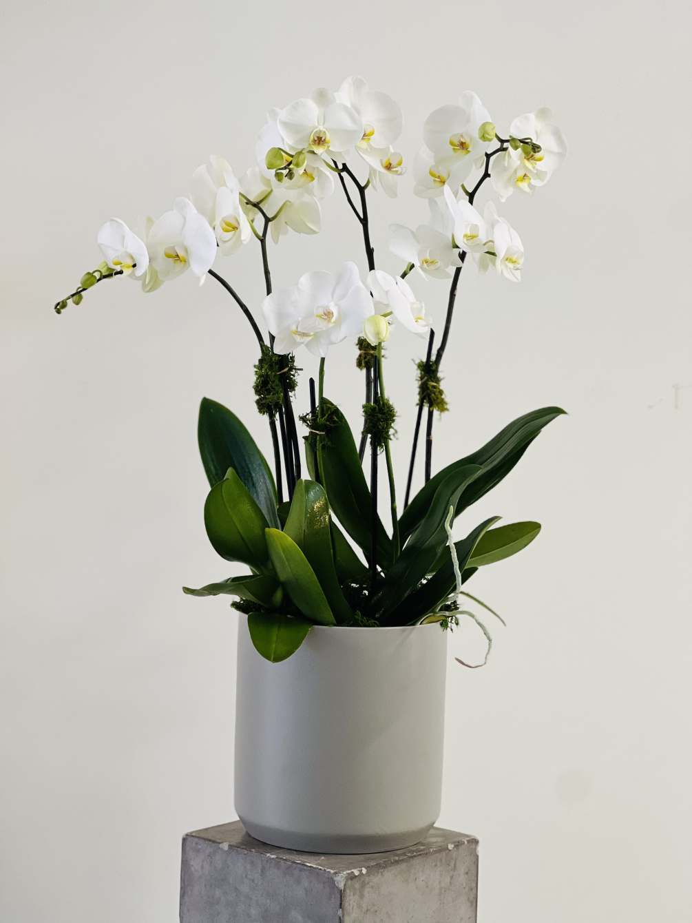 We love orchids. Reigning Empress of the of the blooming plants; ticking