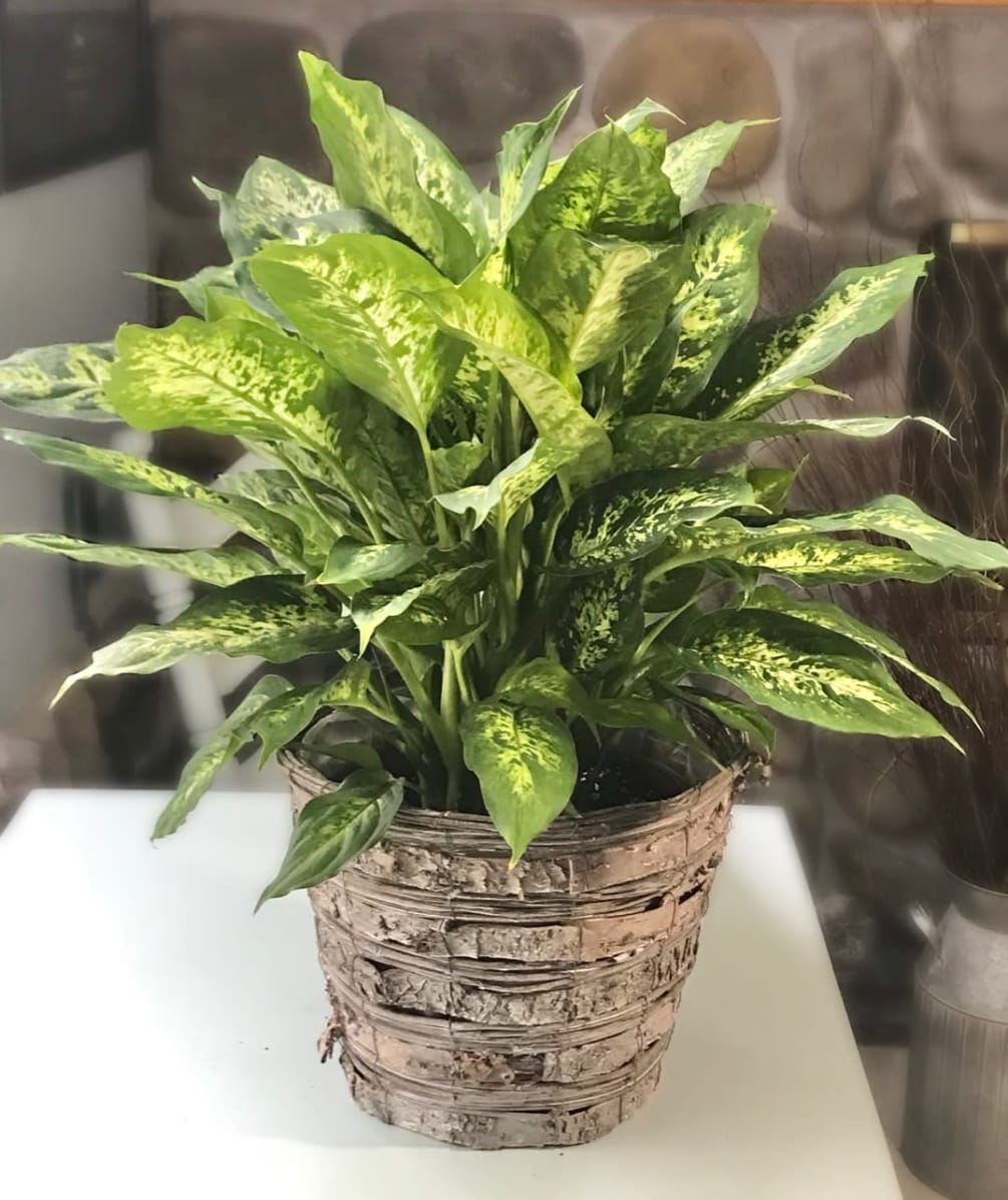 A large green plant presented in a basket. Pictured is the Dieffenbachia