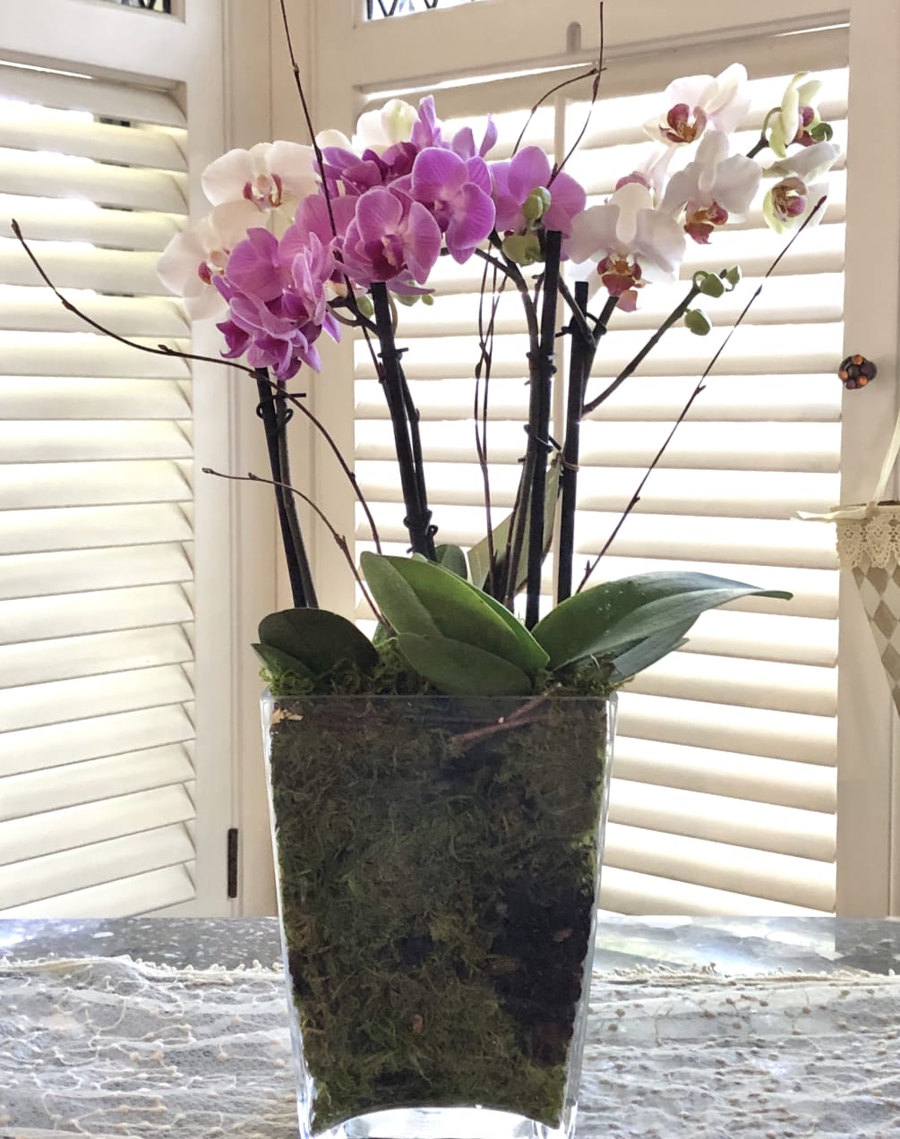 These 3-4 beautiful petite Phalaenopsis orchids are planted together in an elegant