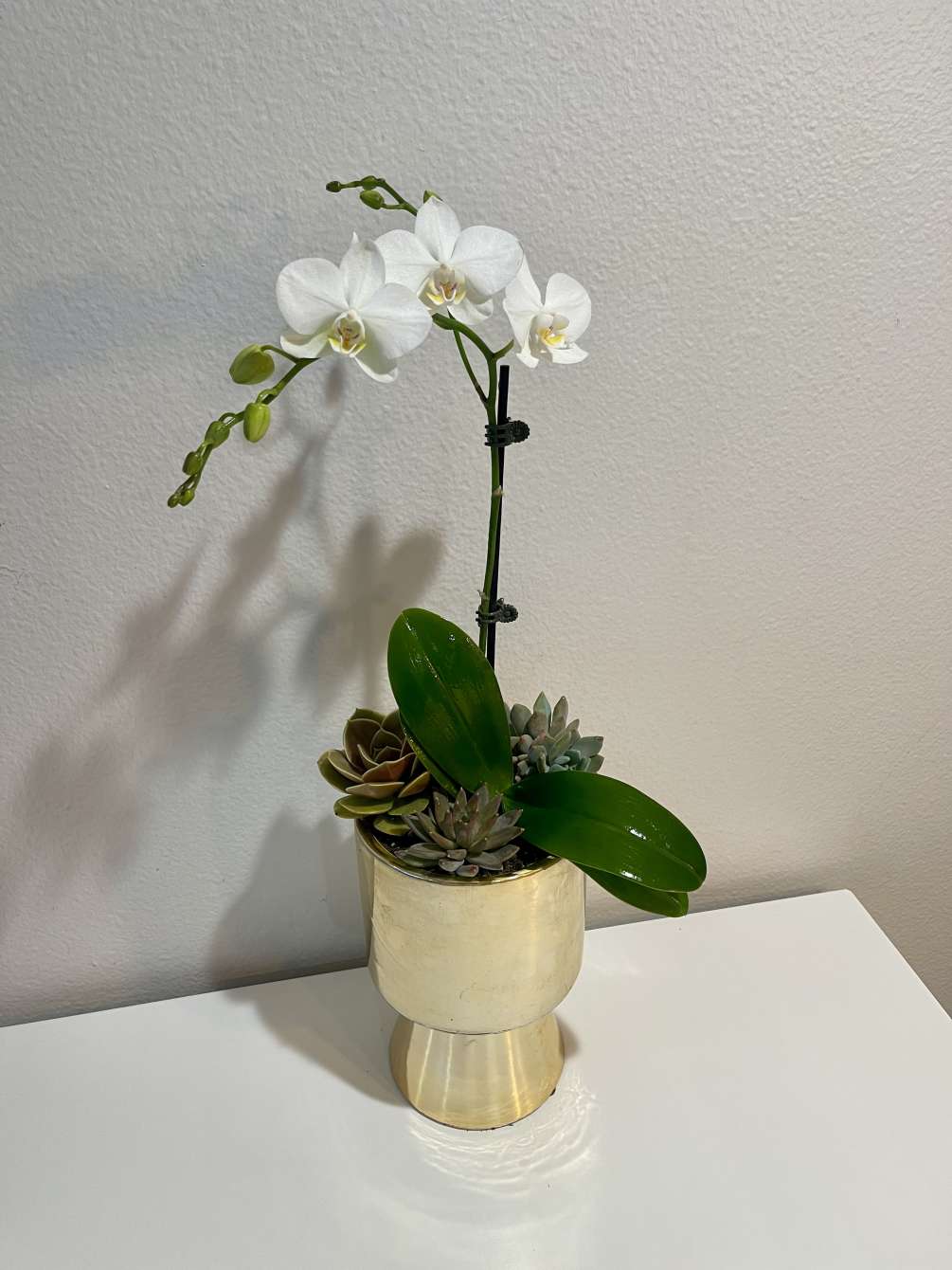 White orchid and succulents, gold vase may vary in design.