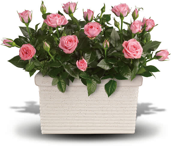 Plant a rose bush wherever you&#039;d like with this lively, long-lasting gift!