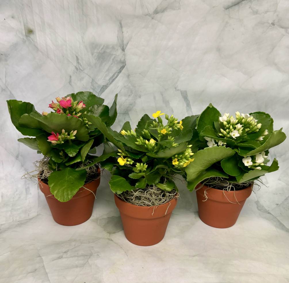 Kalanchoes are in the succulent family. They are easy to care for