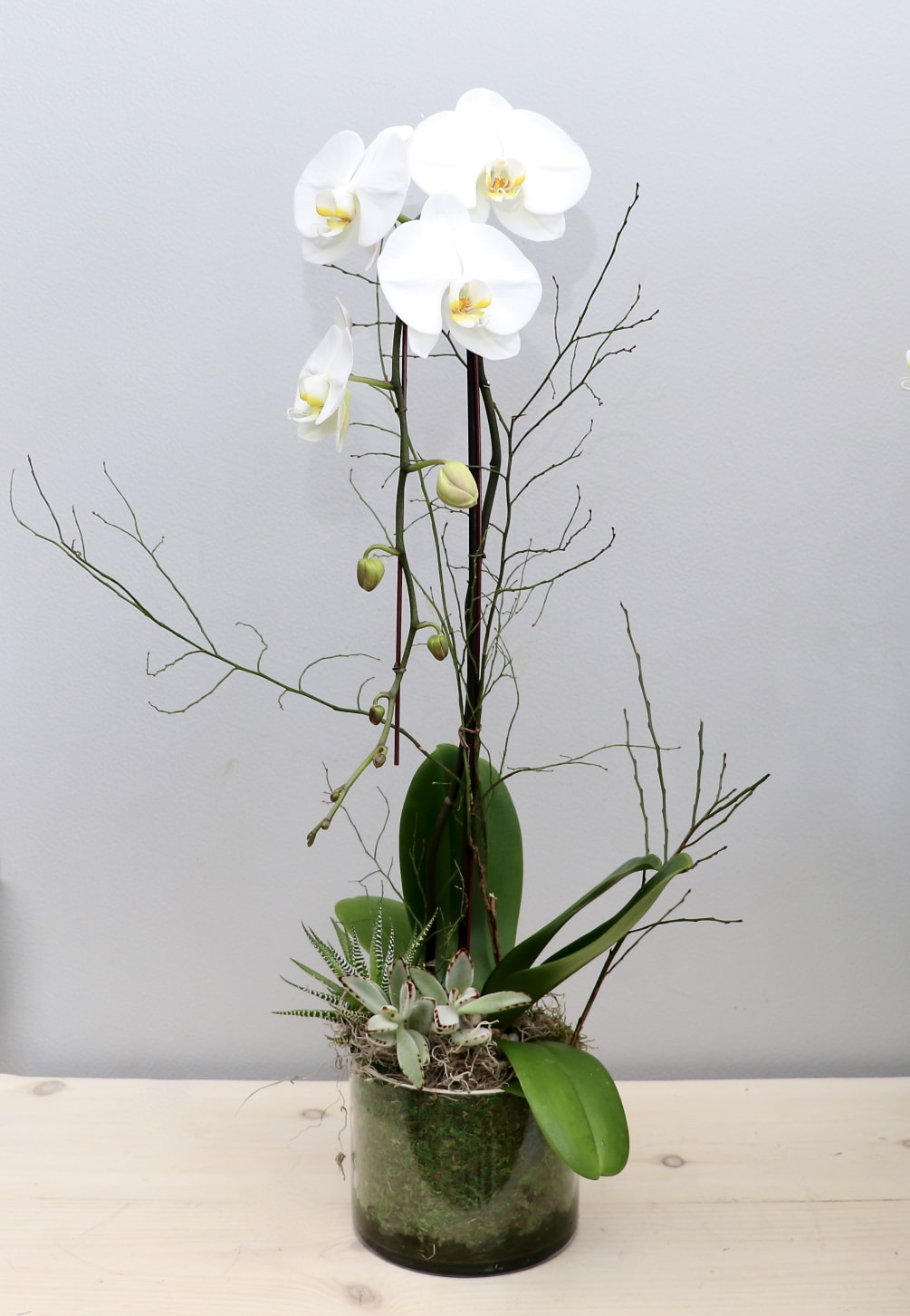 Glendale Florist presents a white orchid plant. This simple and elegant design