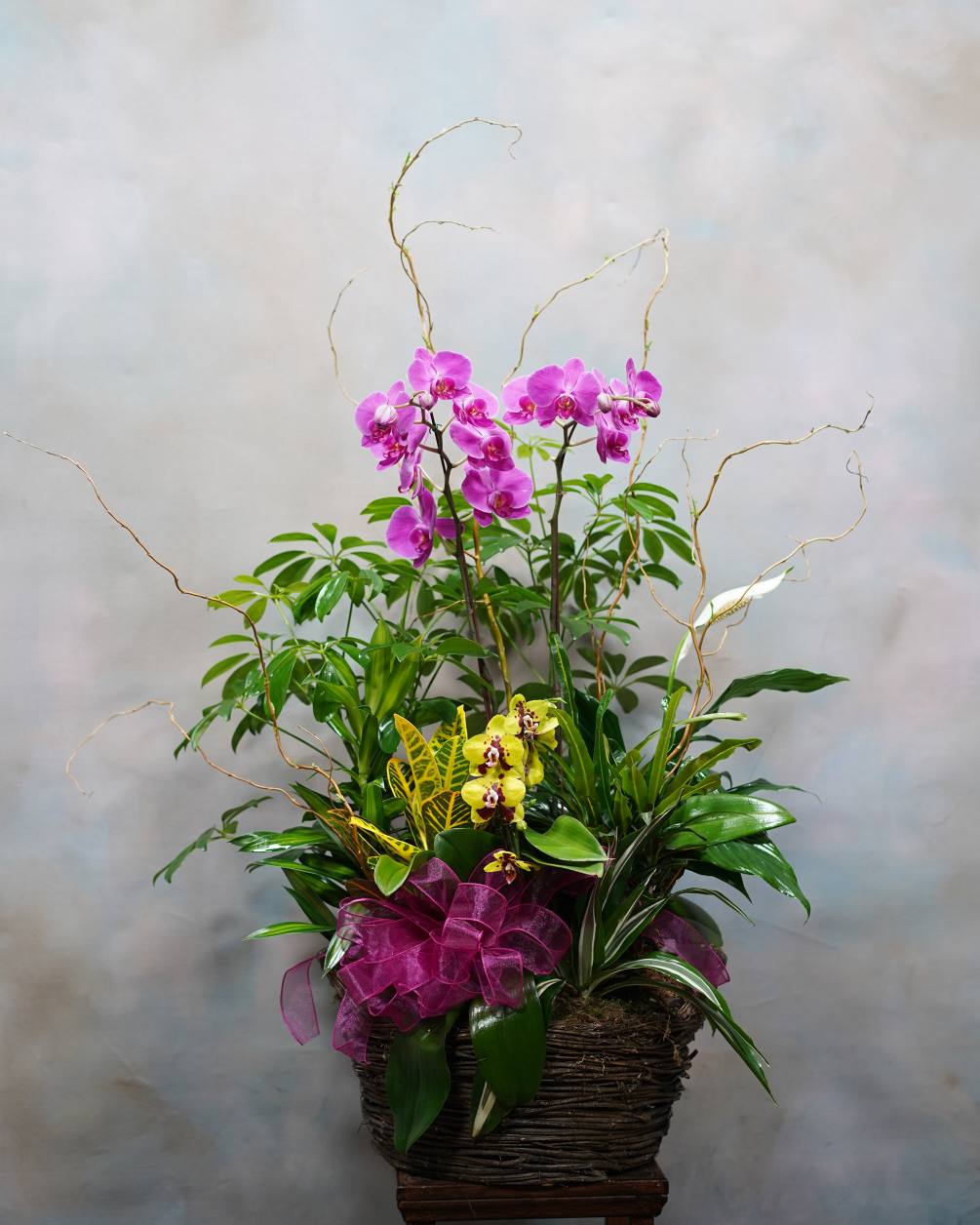 A fresh selection of our foliage plants with showy orchids and curly